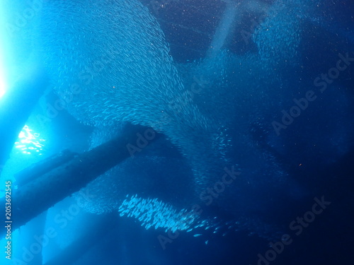 Obraz na plátně tuna shoal under a dock