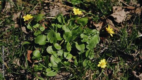 The breeze blows on the grass and on the flowers. They move from the wind
