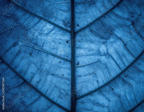 Extreme close-up of a blue leaf's intricate vein structure, highlighting its natural patterns