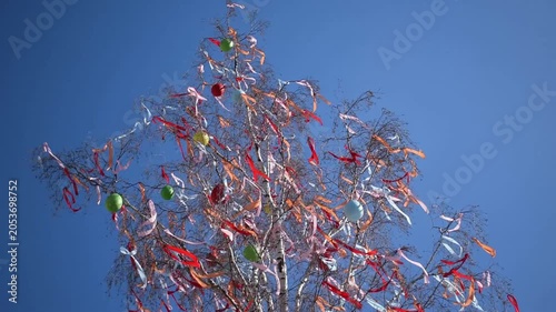 Easter theme, the arrival of spring, decorated birch tree with colorful ribbons and colored eggs, young flexible tree in the wind