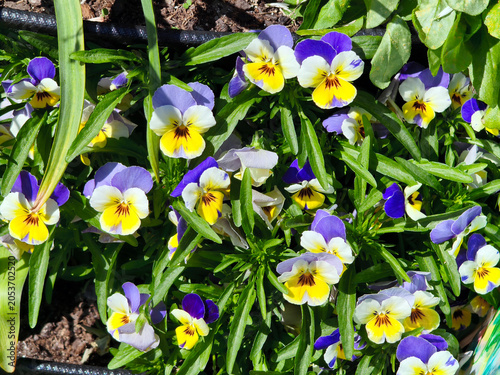 Violets.