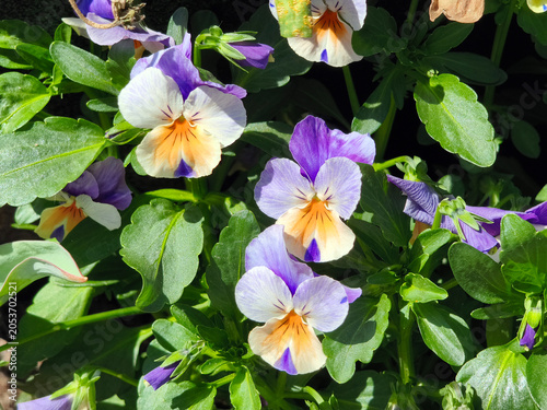 Violets.