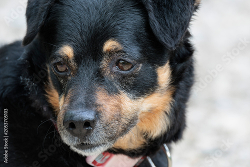 Fotografi Retrato de perro mestizo con mirada expresiva