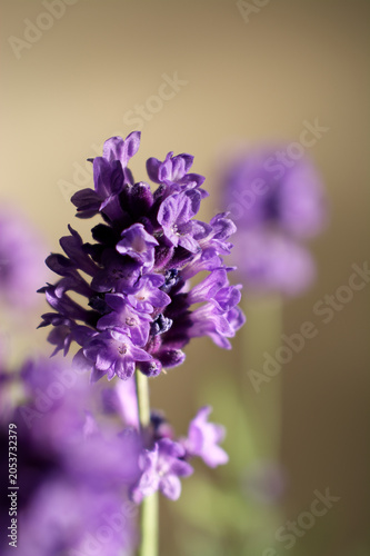 Close-up of a vibrant purple lavender blossom against a soft minimalist background