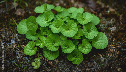Pennywort (Centella Asiatica) is a wet ground cover. And can also be juiced. Centella asiatica can help the wound heal faster and also reduce the inflammation of the wound.