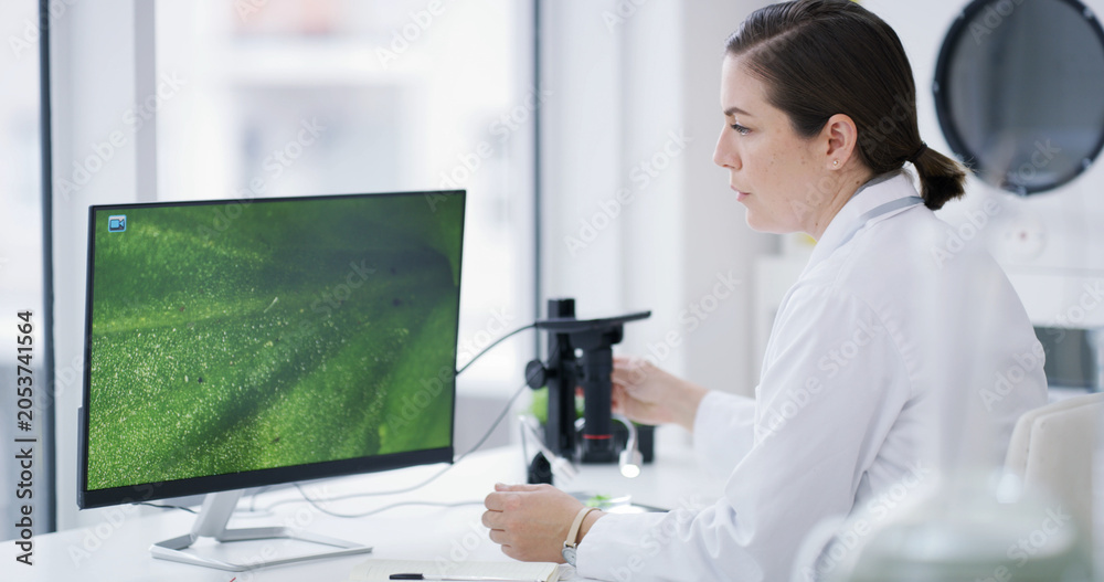 Obraz premium Woman, scientist or computer with plant study in lab for botany investigation, exam or microbiology. Female person, botanist or biologist with microscope, biotechnology or screen for vegetation test