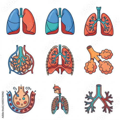 Photos Set of Human Lungs Anatomy Illustrations.