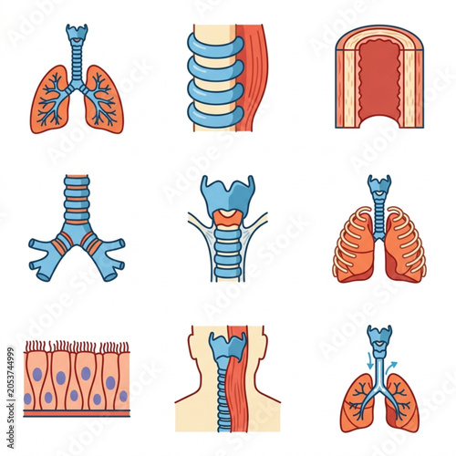 Vászonkép Human Respiratory System Anatomy Illustrations.
