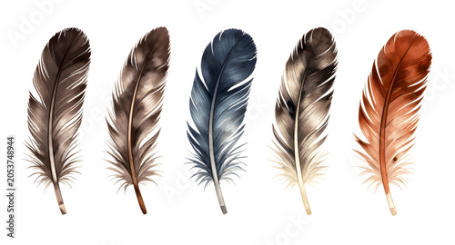 Photos birdfeather, featherillustration, feather, bird, plume, quill, wing, avian, natu