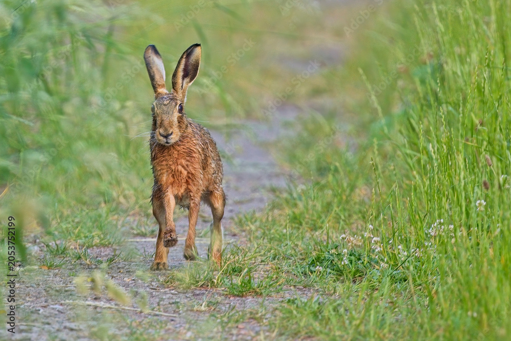 Naklejka premium European hare