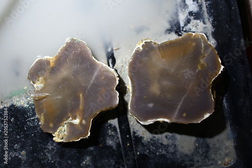 Foto Two split pieces of rough bluish chalcedony nodule freshly sawn in a workshop, s