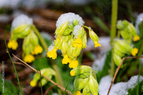 Принти на полотні Bright yellow cowslip primroses blooming in early spring under a sudden layer of