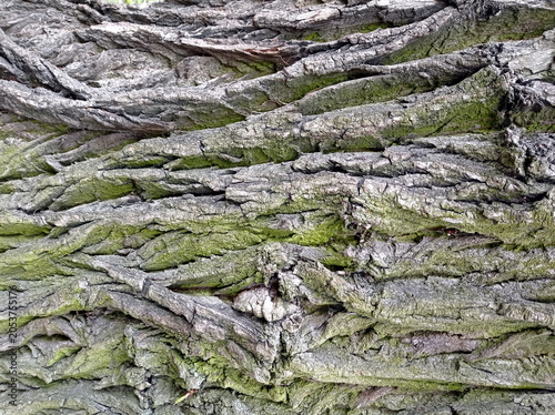 Tree bark covered with moss and deep cracks. Natural wood texture background. Closeup nature photography. Forest ecology and organic surface concept