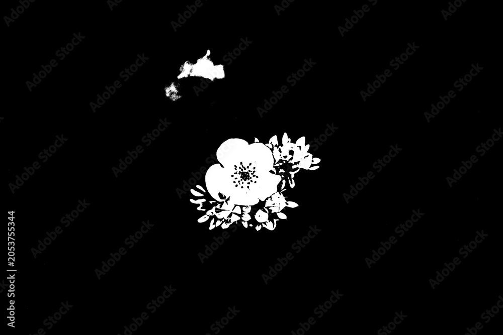 Ταπετσαρία Einzelne weiße Blume auf schwarzem Hintergrund