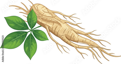 Natural Ginseng Root Vector Illustration with Textured Herbal Root Body and Green Palmate Leaves for Traditional Medicine and Supplement Graphic Designs