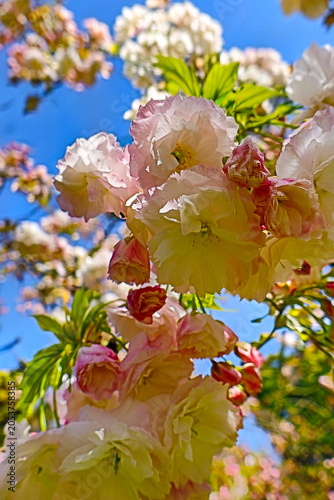 Fotografie Close-up of fluffy pink and yellowish double sakura flowers under a clear blue sky