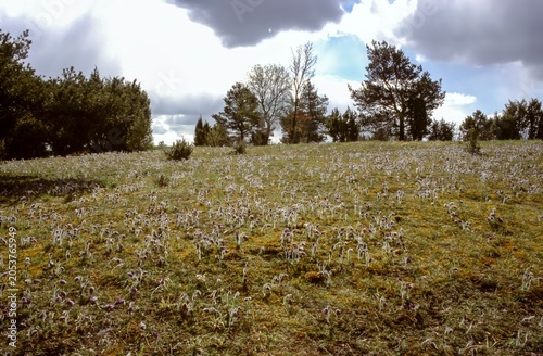 Photos dry grassland with pasqueflower