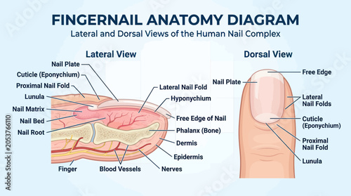 Fotografia Human fingernail anatomy diagram with lateral and dorsal views