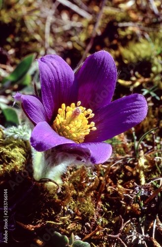 Konstfotografi Pulsatilla vulgaris or Pasque flower
