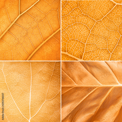 Obraz na plátne Amber Matrix Collection: Luxury Organic Skincare Botanical Textures Set