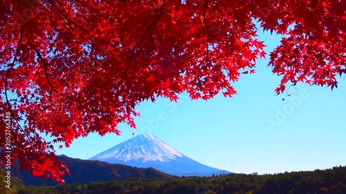 秋の紅葉越しに見る富士山