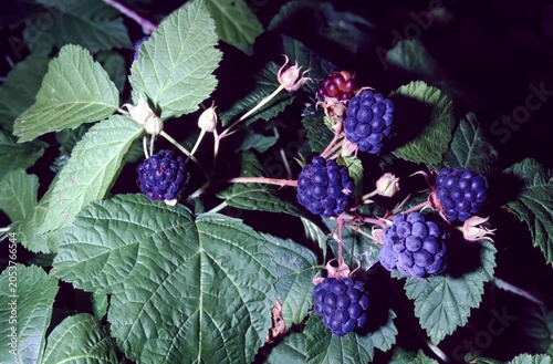 Tableau sur toile Rubus caesius or European dewberry