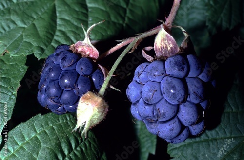 Fotografi Rubus caesius or European dewberry