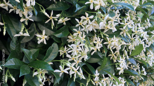 Foto Fitta fioritura di gelsomino rincospermo con piccoli fiori bianchi a stella e fo