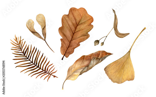 Watercolor set of dried autumn leaves and seeds. Ideal for seasonal stationery, packaging, textiles, wall art and nature-themed designs.