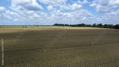 Fotografie ripe wheat fields in vojvodina province, drone photography