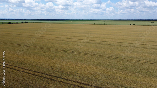 Fotografie ripe wheat fields in vojvodina province, drone photography