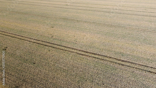 Фотография ripe wheat fields in vojvodina province, drone photography
