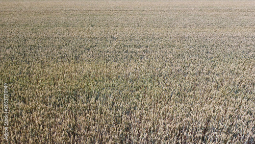 Bild auf Leinwand ripe wheat fields in vojvodina province, drone photography