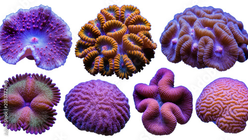 Bild auf Leinwand Assorted colorful stony corals with intricate textures and patterns