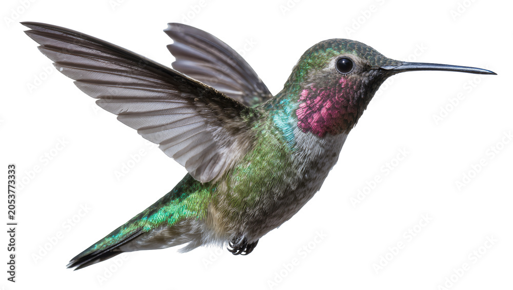 Obraz premium Hummingbird with iridescent green and pink feathers in flight