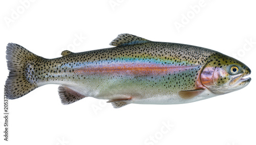 Rainbow trout fish with colorful stripe and black spots