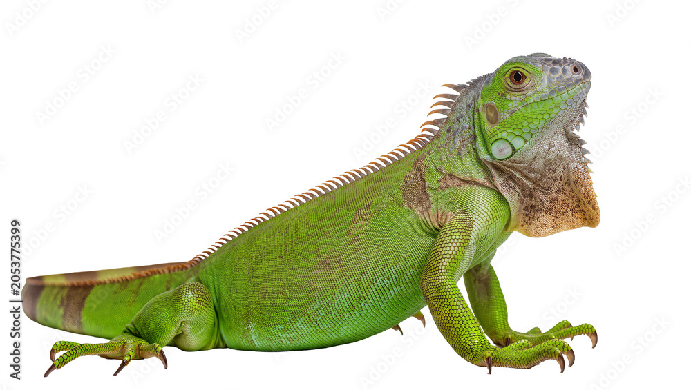 Fototapeta premium Green iguana reptile with spiny crest and scales