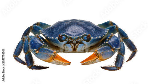 Foto Blue crab with orange claws and blue legs