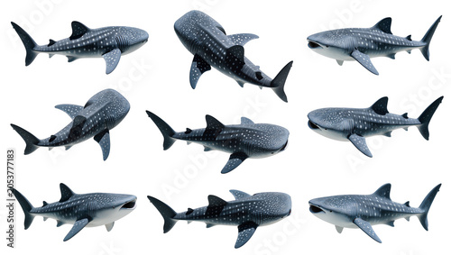 Cuadro en lienzo Collection of Whale Sharks with Spotted Pattern