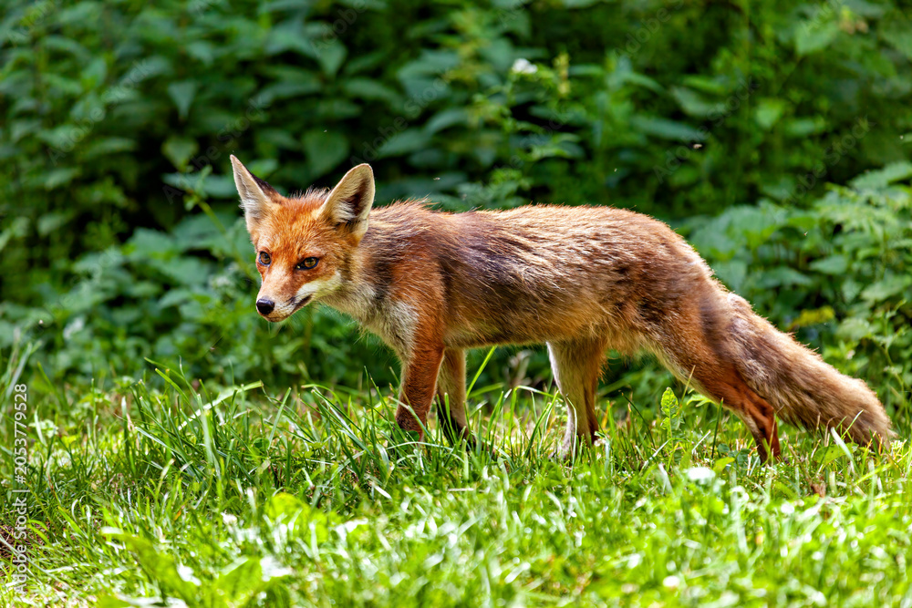 Fototapeta premium A red fox in Hainich, Thuringia (Vulpes vulpes)
