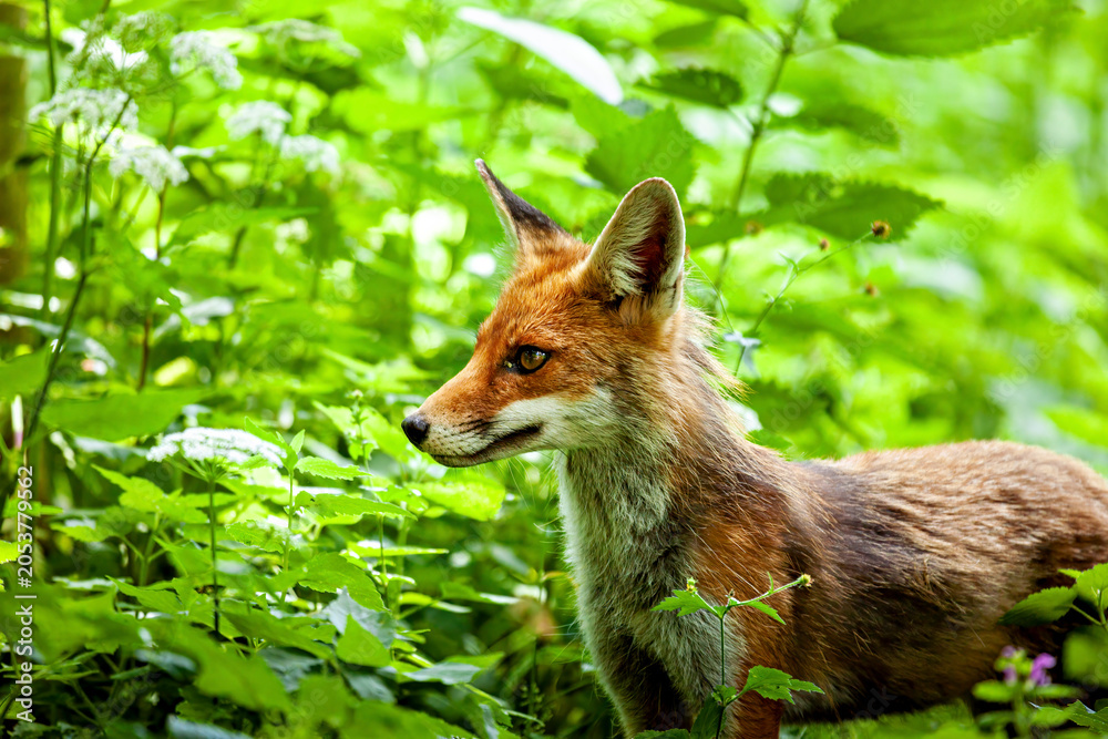 Fototapeta premium A red fox in Hainich, Thuringia (Vulpes vulpes)