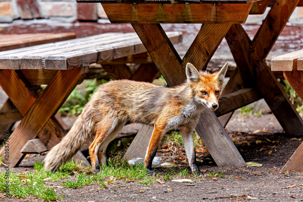 Fototapeta premium A red fox in Hainich, Thuringia (Vulpes vulpes)