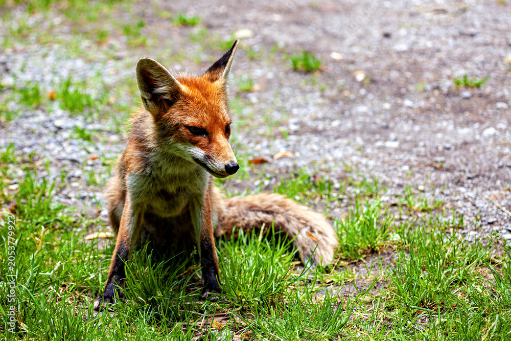 Fototapeta premium A red fox in Hainich, Thuringia (Vulpes vulpes)