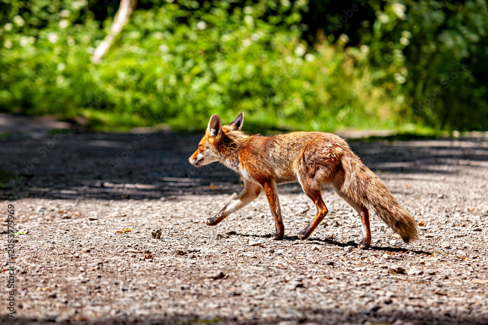Fototapeta premium A red fox in Hainich, Thuringia (Vulpes vulpes)