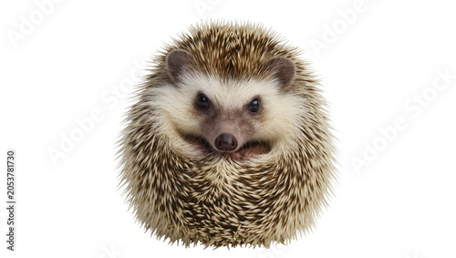 Vászonkép Small hedgehog curled up with sharp quills