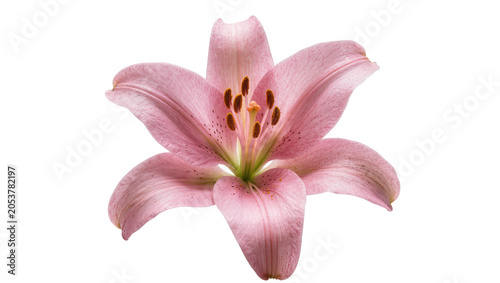 Konstfotografi Pink lily flower with stamen and pistil
