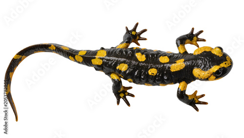 Black and yellow spotted fire salamander crawling