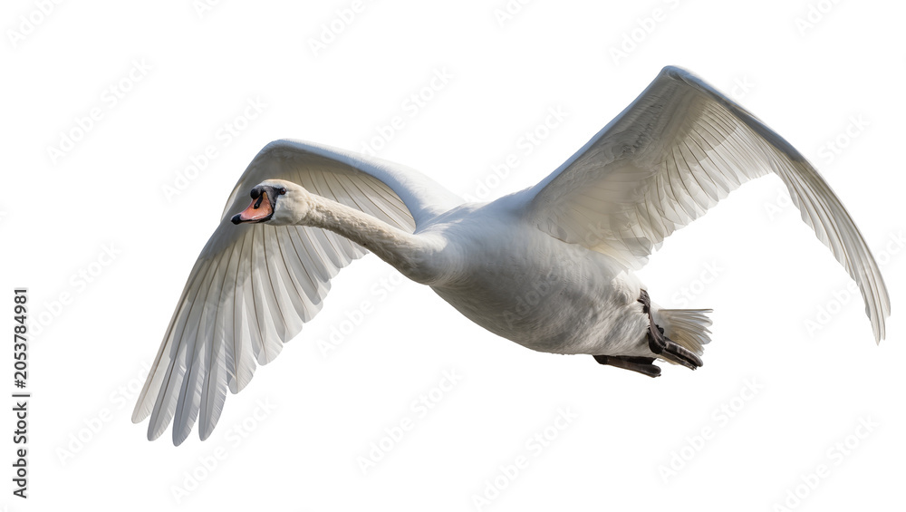 Obraz premium White swan bird flying with wings spread wide