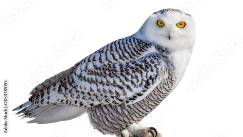 Canvas Print Snowy owl with bright yellow eyes and black markings