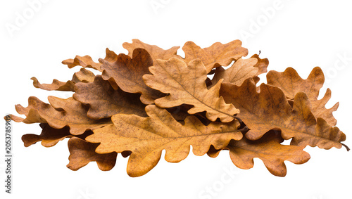 Bild auf Leinwand Pile of dry brown oak leaves